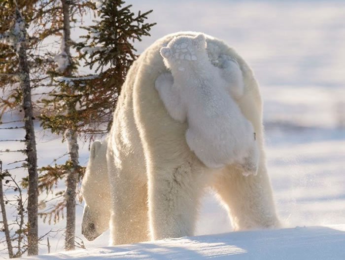 加拿大瓦布斯克国家公园小北极熊初次见世面紧黏在妈妈屁股上