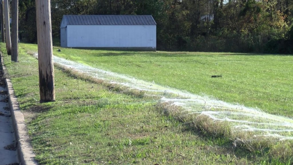 在春季和秋季,數百萬的幼蛛爬行到牠們棲地的最高點——比如說柵欄柱或是高大的植物——並且吐出能夠讓牠們被氣流抬升搭載的絲線。Photograph by WMC A