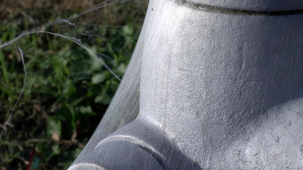 这些蜘蛛的种类难以判断,但有位专家说,它们可能是圆蛛和皿蛛。 Photograph by WMC Action News 5