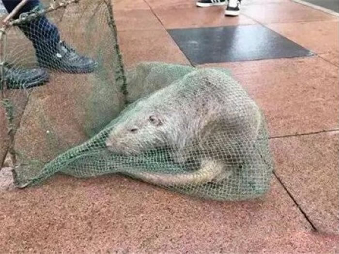 经初步鉴定,“巨鼠”是一只海狸鼠。