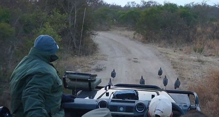 南非克鲁格国家公园猎豹从路旁灌木丛中窜到游客车前捕食山鸡