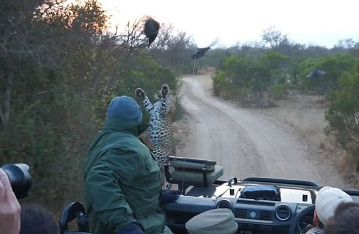 南非克鲁格国家公园猎豹从路旁灌木丛中窜到游客车前捕食山鸡