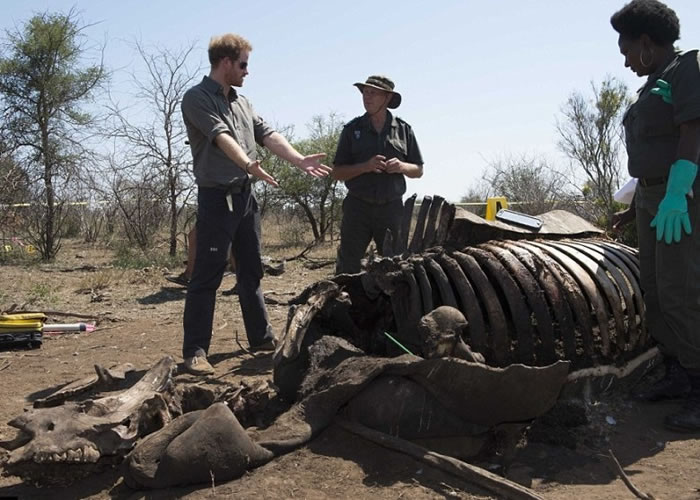 哈里王子(左一)对两只犀牛被杀感到震惊及难过。