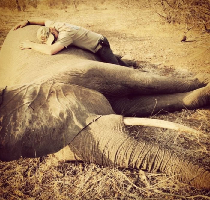 今年夏天哈里王子同样到访南非时,曾揽着一头被杀的非洲大象。
