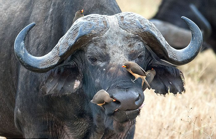 东非坦桑尼亚大水牛让四只牛椋鸟尽情享用身上的寄生虫毫不介意