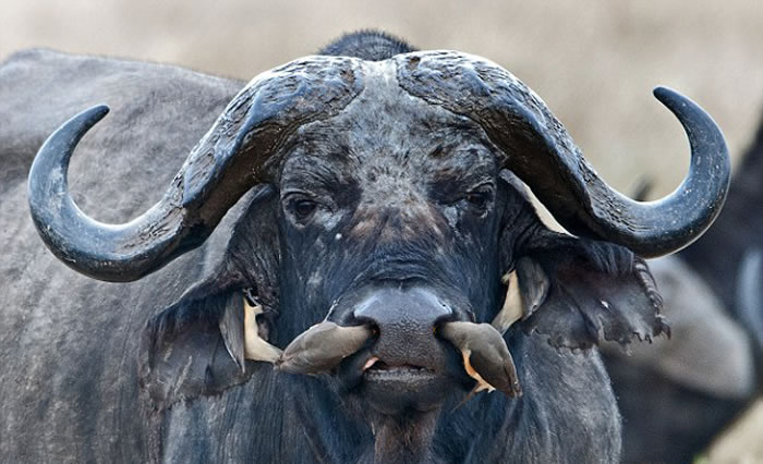 东非坦桑尼亚大水牛让四只牛椋鸟尽情享用身上的寄生虫毫不介意