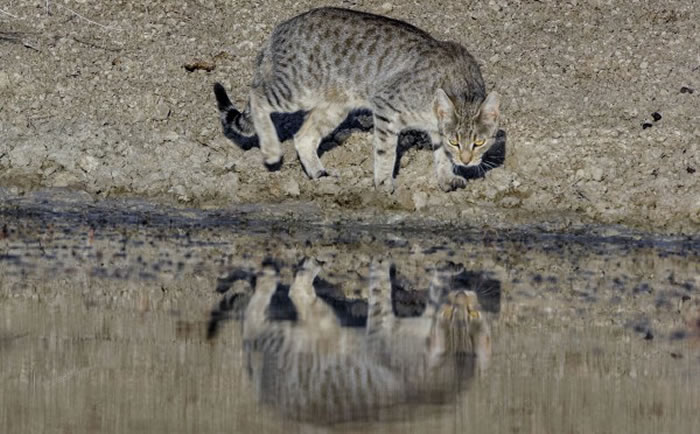 DNA分析表明猫是在19世纪初从欧洲来到澳大利亚