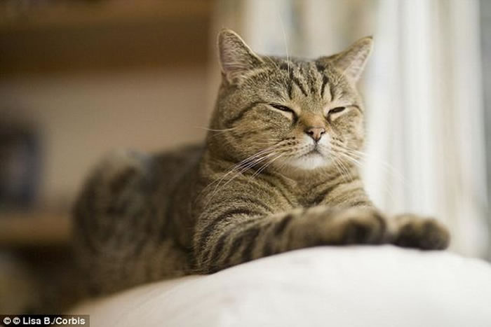 猫的平均寿命比狗多3年,最新研究显示猫的长寿秘诀在于它们独居的生活习性。