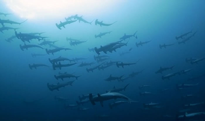 �ǱˮԱ���㵽60��ͷ��ͷ�輯��Ǩ����𺳳���