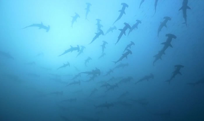 �ǱˮԱ���㵽60��ͷ��ͷ�輯��Ǩ����𺳳���