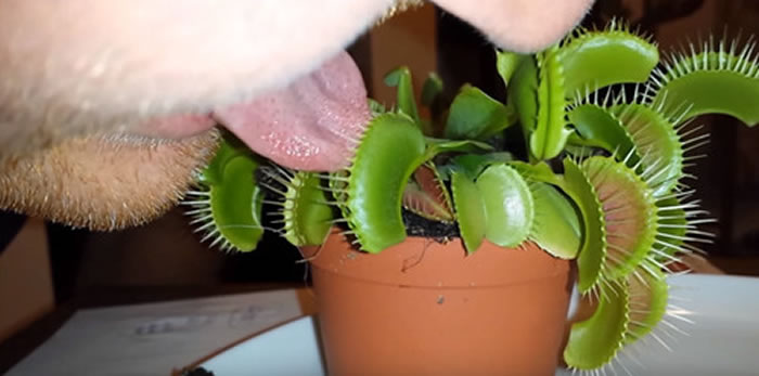 ������ͷ�����ؿ���������Ӭ�ݵĻ����У��Ÿմ�������Ӭ�ݣ�������ͷ�����ͱ�׽ס��