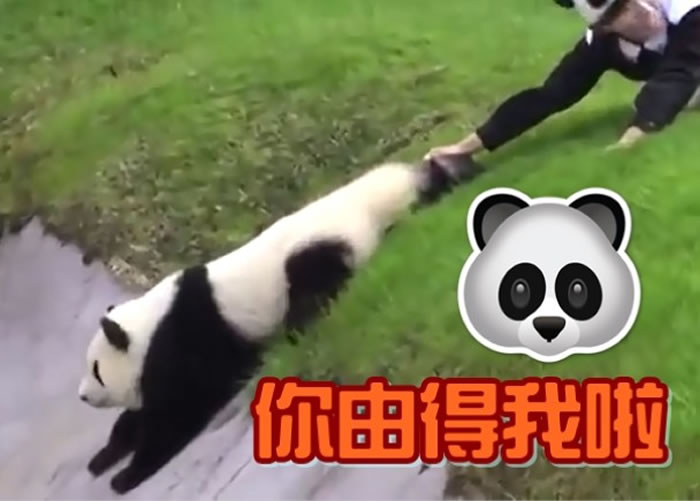 管理员拉也拉不住大熊猫