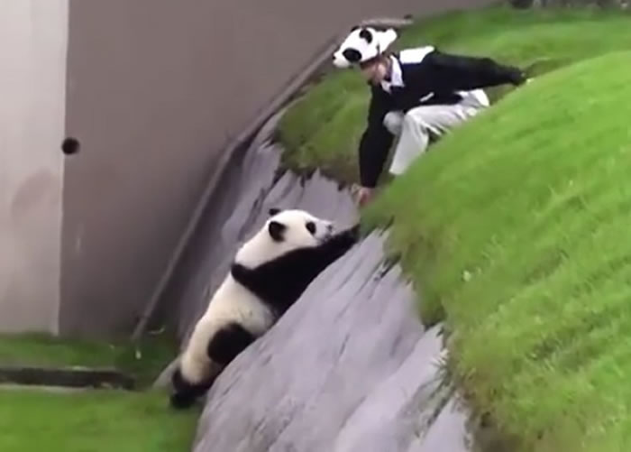 玩够后,小家伙伸手要管理员拉它上来。