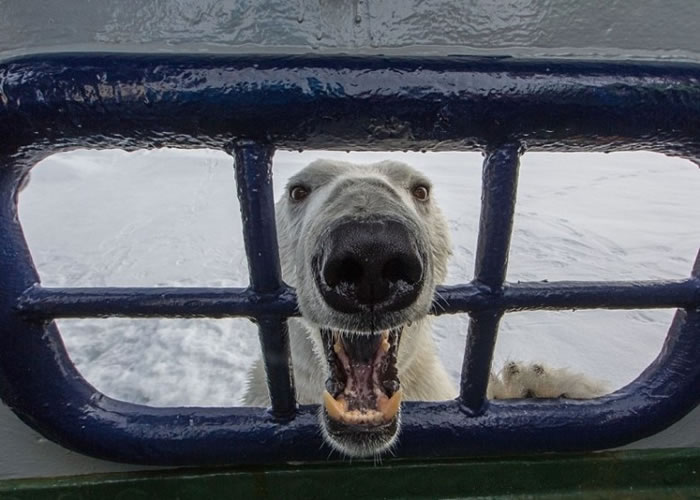 ��Ӱʦ������˹���ϵı����ܲ������࣬�������Ӻ�ǰצ���봬�ڣ��뿨����˹���뼫�ӽ���