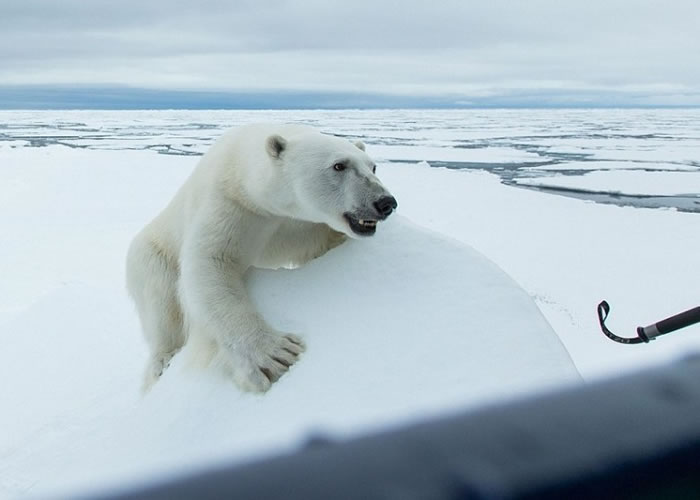 ����������Сѩ����ͼ���뿨����˹�����Ĵ��ϡ�