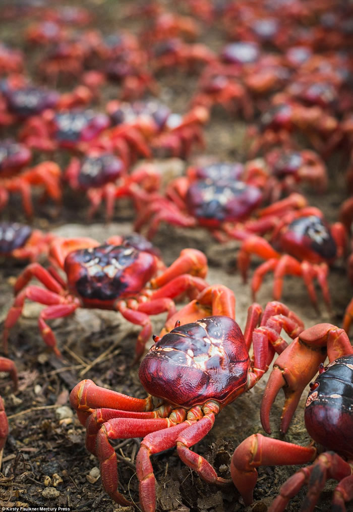 印度洋东北部澳大利亚圣诞岛迎来数百万只红蟹一年一度的大迁徙