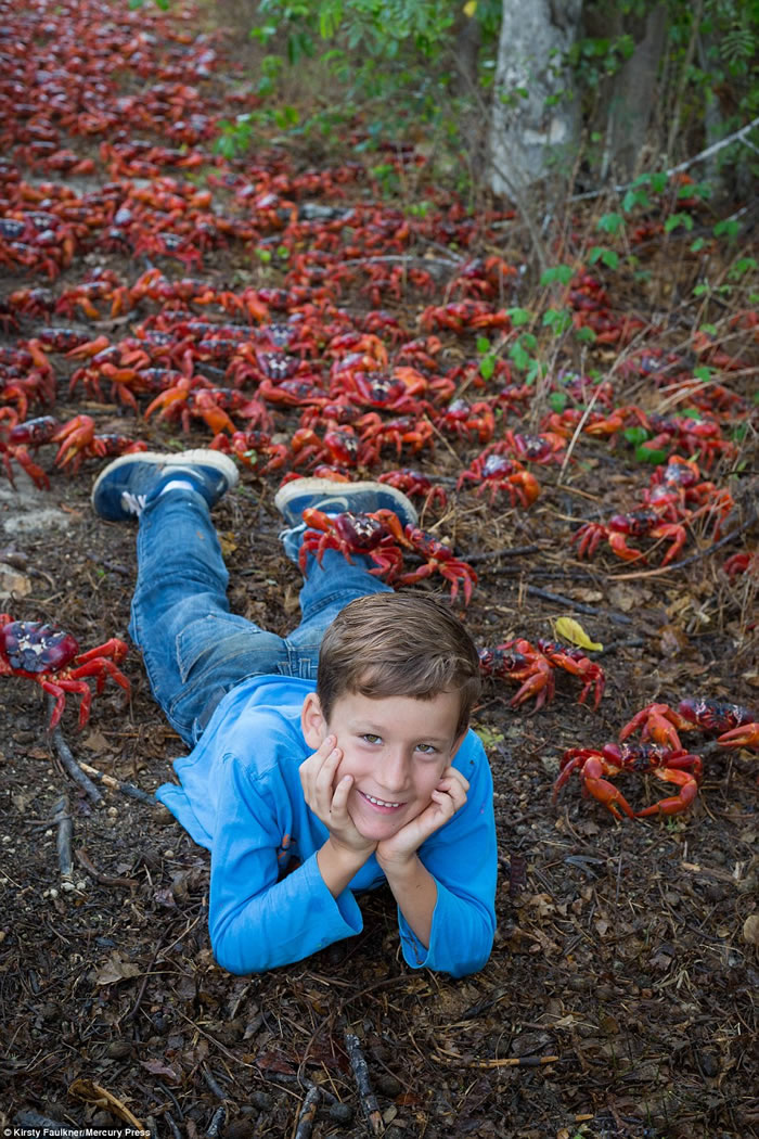 印度洋东北部澳大利亚圣诞岛迎来数百万只红蟹一年一度的大迁徙