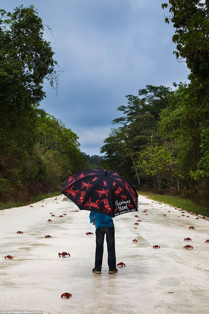 印度洋东北部澳大利亚圣诞岛迎来数百万只红蟹一年一度的大迁徙