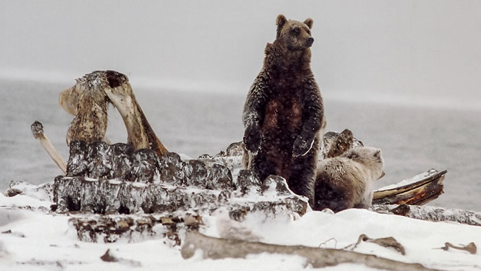 “嘿,别动我的尸体!”灰熊不让北极熊接近它的食物