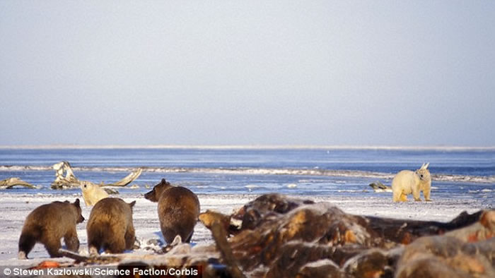逐渐腐烂的弓头鲸尸体都将北极熊和灰熊吸引到阿拉斯加的卡克托维克以之为食