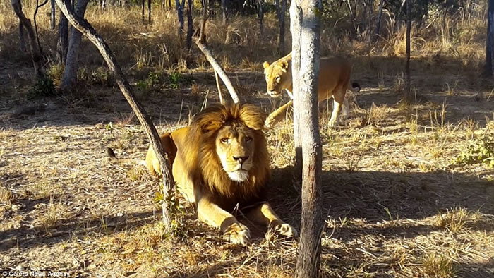 ��Ͳ�Τһֻ��ʨ��ĸʨ�ӡ���Ϸ��