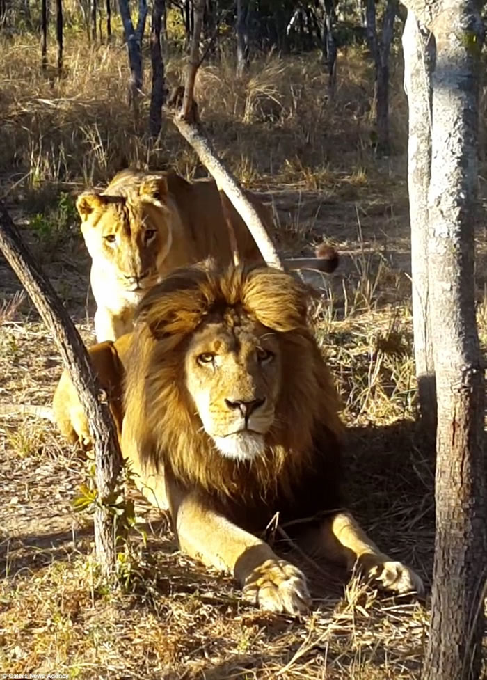 ��Ͳ�Τһֻ��ʨ��ĸʨ�ӡ���Ϸ��