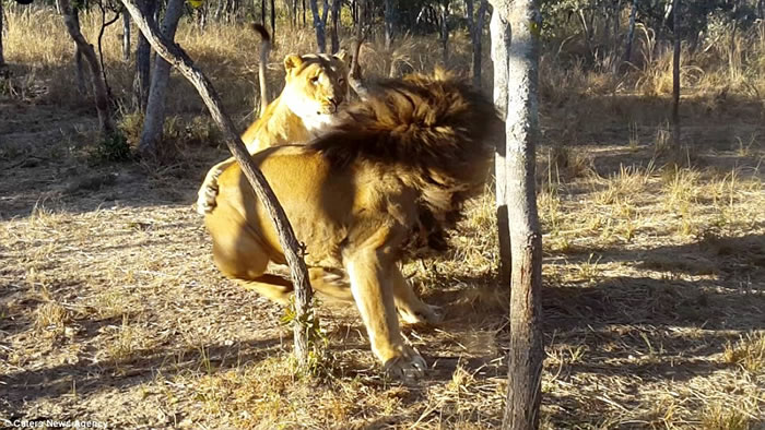 ��Ͳ�Τһֻ��ʨ��ĸʨ�ӡ���Ϸ��