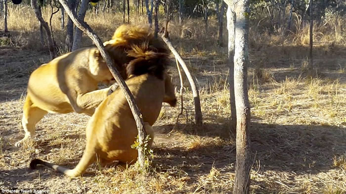 ��Ͳ�Τһֻ��ʨ��ĸʨ�ӡ���Ϸ��