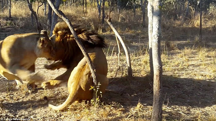 ��Ͳ�Τһֻ��ʨ��ĸʨ�ӡ���Ϸ��