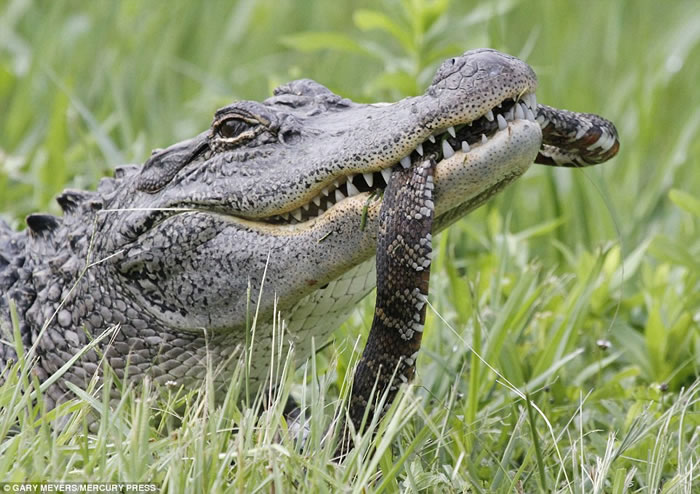 Ӱʦ·˹ݽܷɭץĵʳߺڹѪȻ