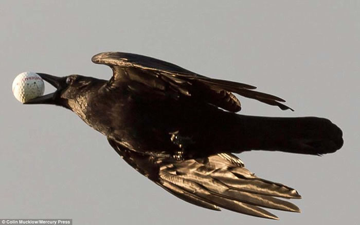 Ӣ��������һֻ��ѻ������߸߶�����Ѹ�ٷ��ߣ���Ϊ����