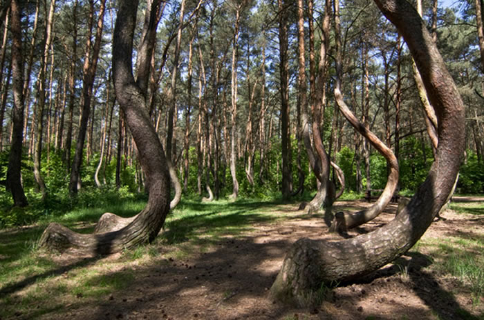 ������������Krzywy Las֮�գ�UFO��½��ħ���ų����£�