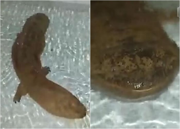 ������ɽ�ܶ��ڷ���һ��200��Ĺ��Ҷ�����������������