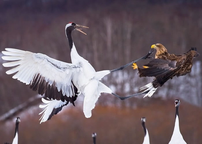 白尾鹰(右)被丹顶鹤一脚踢开