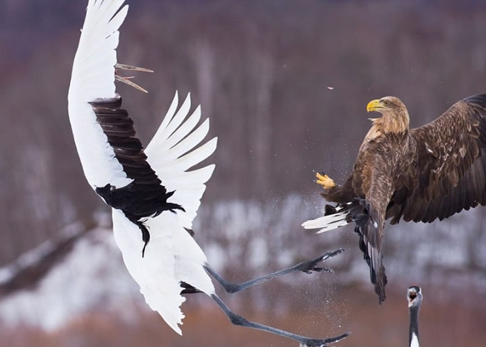 白尾鹰(右)意图从丹顶鹤口中抢走其鱼当午餐;后者随即伸爪拍翼还击。