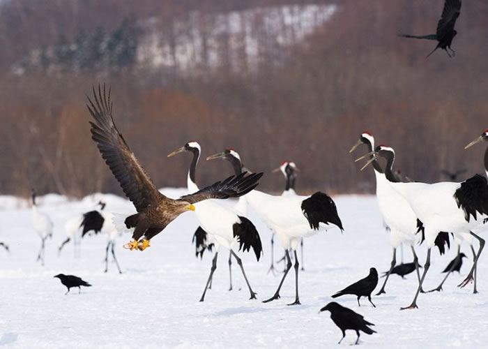 现场有数百位观众欣赏它们打斗