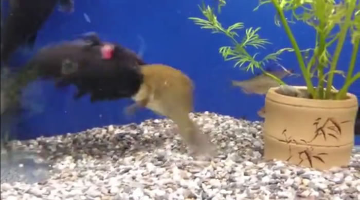 �������ҧ�������ͷ����