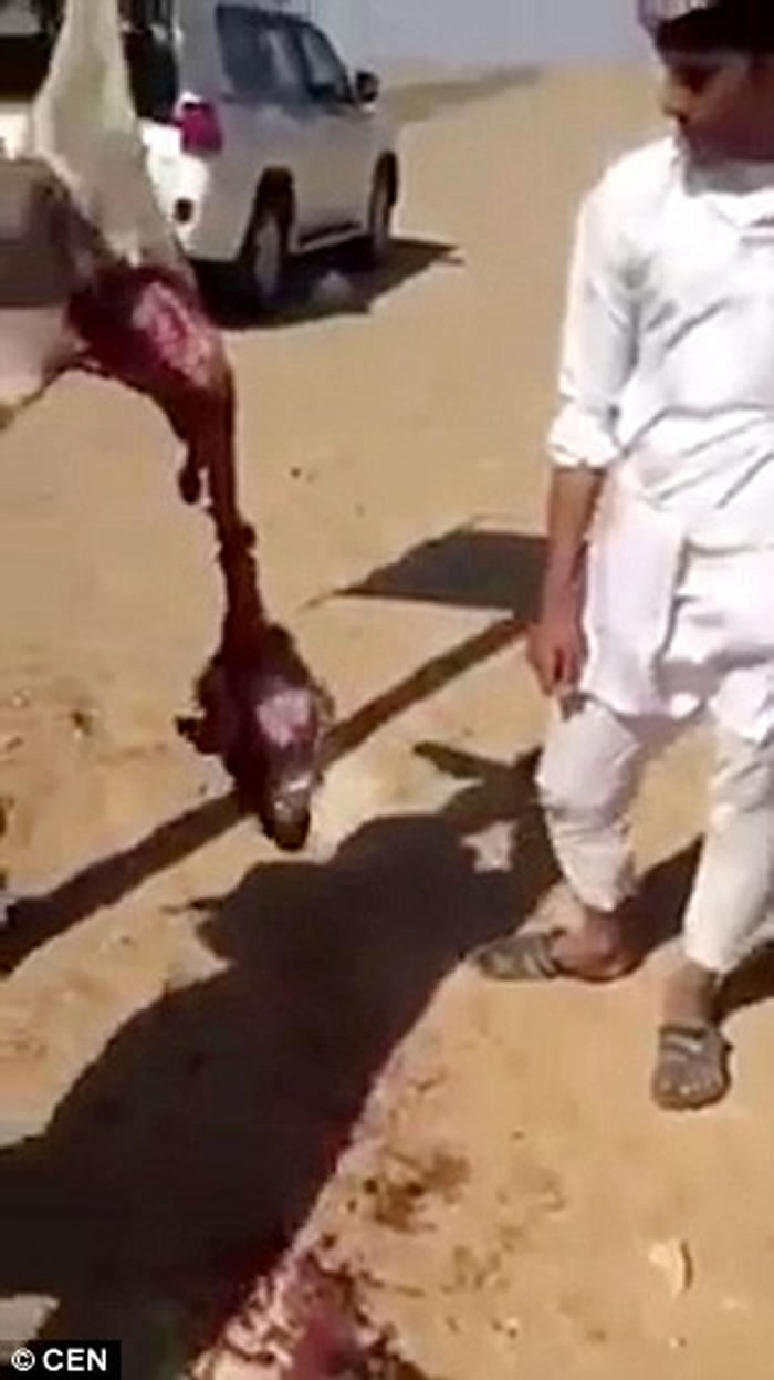 茹毛饮血:沙特阿拉伯猎人生吞血淋淋狼肉