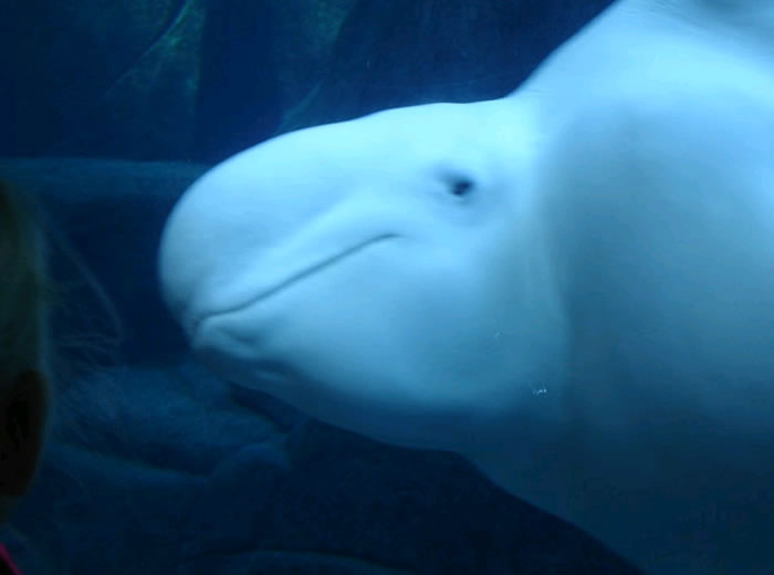 研究发现白鲸会在不同的情绪状态下吹出不同的水下气泡