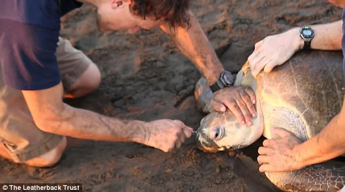 �����޾�Ԯ��Ա�ڸ�˹����Ӻ���Ϊһֻ��P��ȡ���ǿ��е����ϲ�