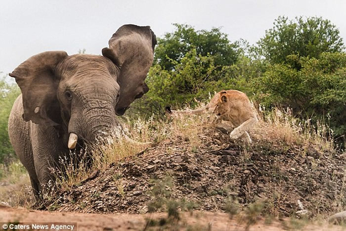 南非动物园发情的巨型大象吓跑母狮子