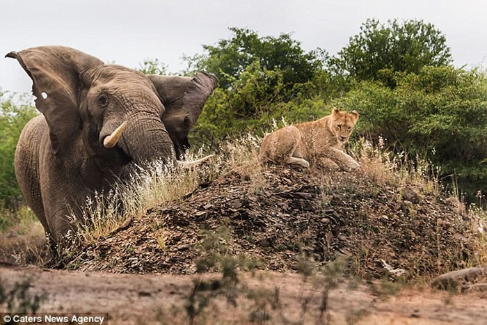 南非动物园发情的巨型大象吓跑母狮子