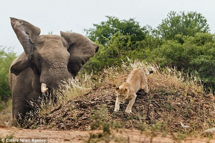 南非动物园发情的巨型大象吓跑母狮子