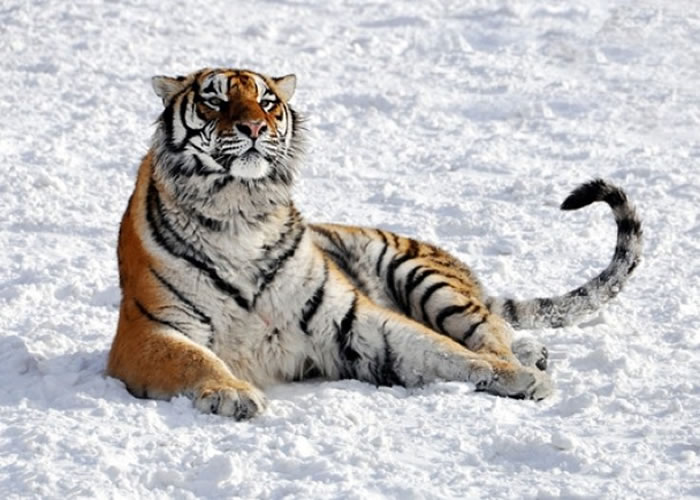 科学家警告,地球大部分生物正面临绝种威胁。图为濒临绝种的东北虎。