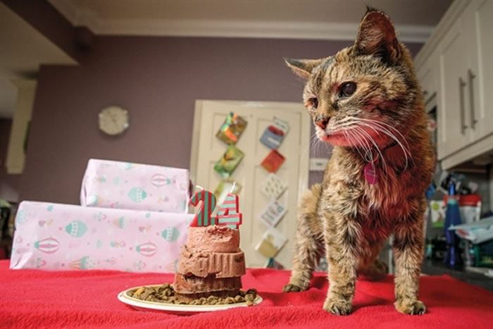2014年被认定为全球最长寿的猫Poppy活到了24岁