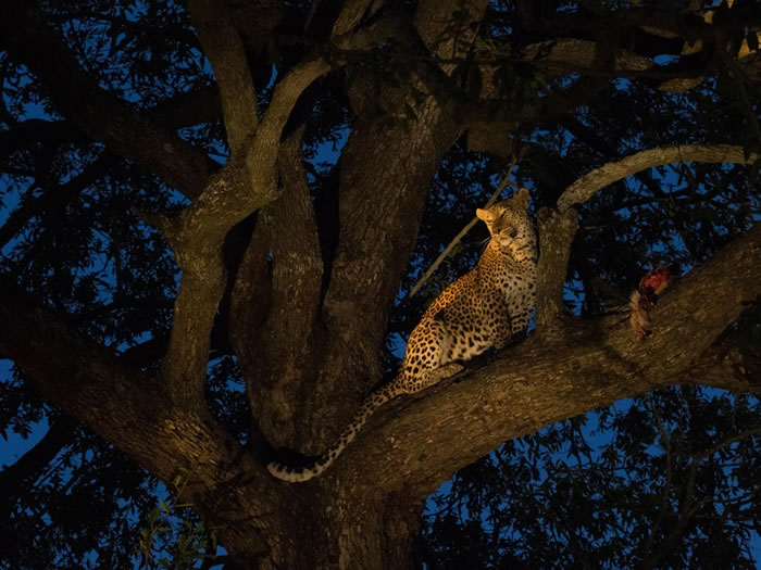 萨比沙狩猎保留区的一只母花豹将捕获的猎物搬到树上,以妥善保存。这种猫科动物偏好中型猎物,例如羚羊和猴子,但也会猎捕比它们大上数倍的动物。 Photograph