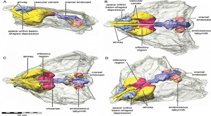 ڶڹ¿Kunbarrasaurus
