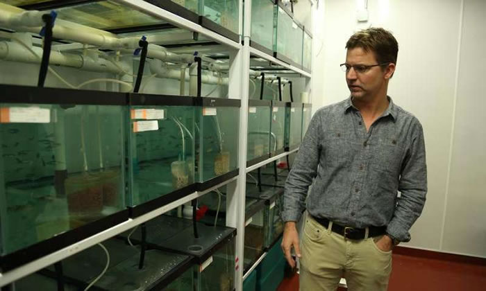 科研人员报告三刺鱼在50年的时间里分化进化的证据