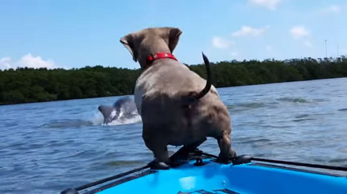 腊肠狗跟主人划小舟出游 看到海豚跳进水头也不回