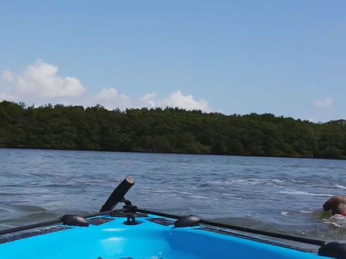 腊肠狗跟主人划小舟出游 看到海豚跳进水头也不回